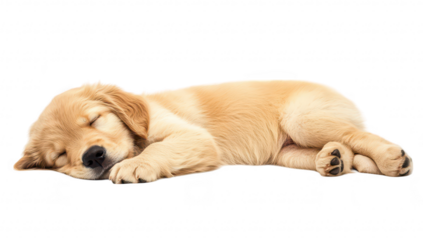A peaceful golden retriever puppy sleeping soundly on a soft surface. its fluffy fur and relaxed demeanor. with a clean white background enhancing the serene atmosphere