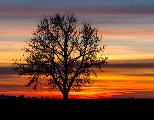 Silhouetted tree at sunset