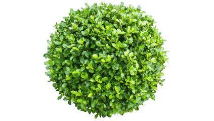 Fototapeta premium A green spherical shrub lush foliage. set against a clean white background. ideal for use in landscaping. gardening. or botanical illustrations