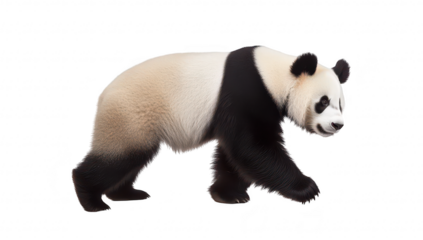 A majestic panda bear gracefully walking in a serene environment. its distinctive black and white fur. with a soft focus background highlighting lush greenery