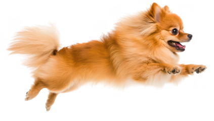 A playful Pomeranian dog leaps joyfully in mid-air. its fluffy coat and energetic spirit against a clean white background. perfect for pet-related content or advertisements