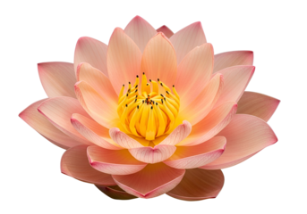 A delicate, peach-toned lotus flower blossoms against a striking black backdrop, showcasing intricate detail in its petals and stamen.