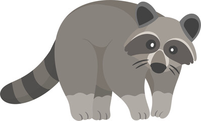 illustration raccoon