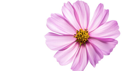 A close-up view of a pink flower with delicate petals and a striking yellow center. set against a clean white background. ideal for nature-themed projects and floral designs