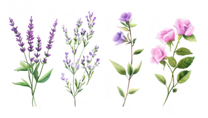A collection of hand-painted floral illustrations featuring lavender. thyme. and rose branches. their delicate petals and lush green leaves against a clean white background. suitable for botanical des