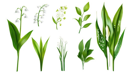 Fototapeta premium A collection of various green leaves and delicate white flowers arranged artistically on a clean background. ideal for nature-themed designs and botanical illustrations