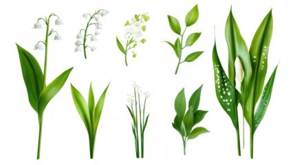 A collection of various green leaves and delicate white flowers arranged artistically on a clean background. ideal for nature-themed designs and botanical illustrations