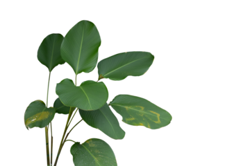 Shady plant isolated on transparency background.