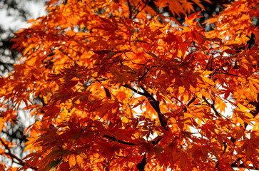 Many red maple leaves at Rikugien Garden,located in Tokyo city of Japan