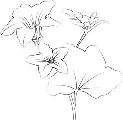 Birth flower vector illustration, beautiful ivy flower wall decor, hand-drawn coloring pages, ivy flower drawing of artistic ivy flower engraved ink art, ivy flower tattoo designs

