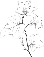 Ivy flower coloring book, hand-drawn botanical spring elements, bouquet of ivy flower line art, coloring page, vector sketch, artistic simplicity doodle art, Easy yellow Honeysuckle flower drawing