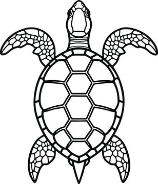 Minimal line art of turtle shell pattern, top view 3