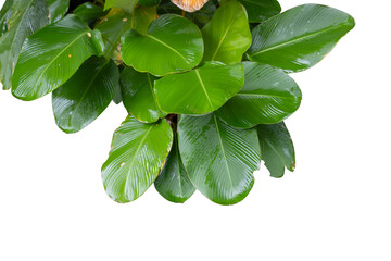 Shady plant isolated on transparent background.
