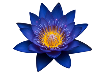 A vibrant, deep blue lotus flower, highlighted with glittering golden details, glows against a stark black background.