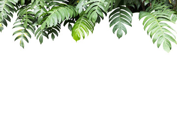 Philodendron plant grow in rain forest, transparency background in PNG file