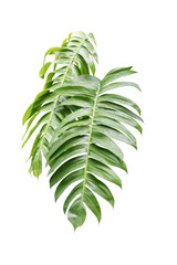 Philodendron plant grow in rain forest, transparency background in PNG file