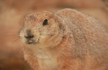 Prairie dog