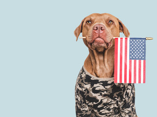 Cute dog, American Flag and military shirt. Closeup, indoors. Studio shot. Congratulations for family, loved ones, relatives, friends and colleagues. Pets care concept