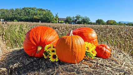 Autumn Pumpkins Sunflowers Hayfield Harvest Celebration Outdoors