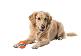 A golden retriever dog resting and playfully interacting with an orange and blue ball against a black background.