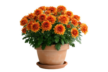 Vibrant orange chrysanthemum flowers blooming beautifully in a terracotta pot against a transparent background
