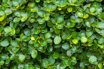 Exotic colorful flowers on dark tropical leaves background. Nature. Asian tropical leaves and raindrops,Wet green leaf of monstera plant with drops of water on a black background. Macro photography.