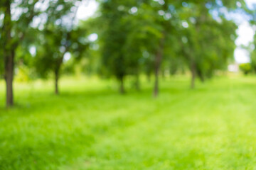 Obraz premium Blur defocused park garden tree in nature background,Defocused natural green tree background with sun beams.