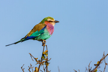 South Africa, Kruger National Park, Lilac-breasted Roller (Coracias caudatus)