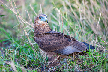 South Africa, Kruger National Park, Bateleur Eagle (Terathopius Ecaudatus), juvenile