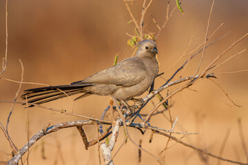 South Africa, Kruger National Park, Grey Go-away-bird (Corythaixoides concolor), Grey Lourie, Grey Loerie