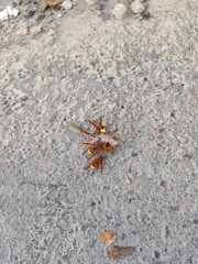 dead cockroach and wasps