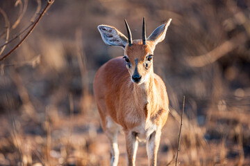 South Africa, Kruger National Park, Common/Grey Duiker (Sylvicapra grimmia)