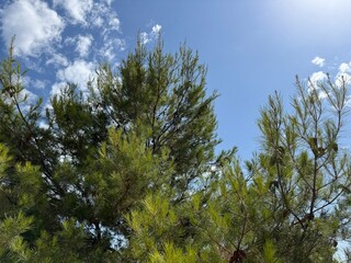 Pine trees in the coniferous forest.