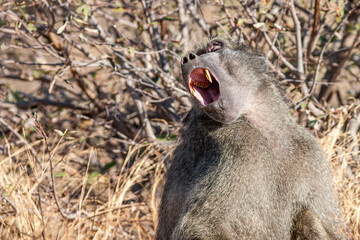 Naklejka premium South Africa, Kruger National Park, Chacma Baboon (Papio ursinus)