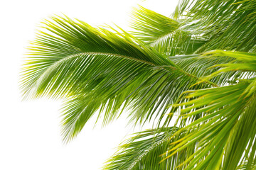 Fresh green palm leaves against transparent background providing natural tropical beauty