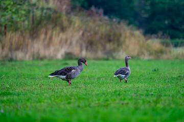 Two greylag geese walking on green grass in meadow, side view wildlife scene
