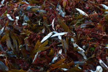petits poissons échoués sur la plage à Saint-Malo