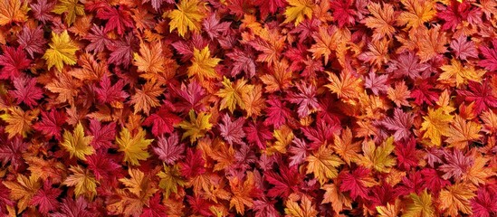 Autumn maple leaves creating colorful vibrant fall background