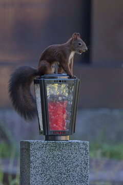 Eichh&ouml;rnchen (Sciurus vulgaris) sitzend auf Laterne, symbolhafte Wildlife-Aufnahme eines wilden Nagetiers in urbaner Umgebung, Szene voller Anmut, Licht und spiritueller Symbolik