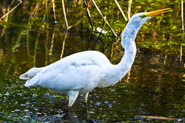 great white heron great lunch