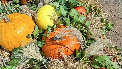 Colorful Pumpkins Autumn Decor Fresh Greenery Natural Harvest