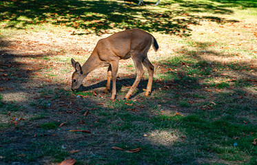 Tacoma Park Deer 3