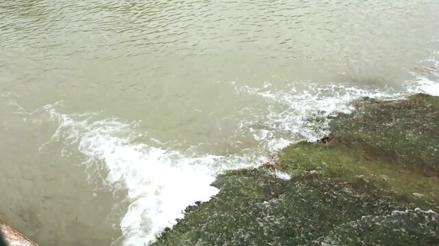 Fish swimming upstream in a reservoir on the Tajo River. Palace of Aranjuez