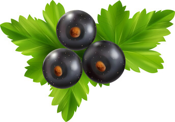 vector illustration of blackberries