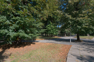 Green park with trees and pathway