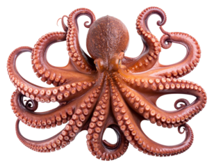 Side Profile of Swimming Octopus with Flowing Tentacles, Isolated PNG