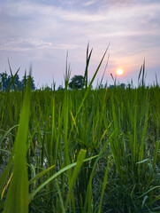 Serene Sunset Over a Lush Rice Paddy