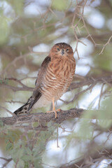 Fototapeta premium Juvenile goshawk perched in an acacia tree in the Kalahari Desert