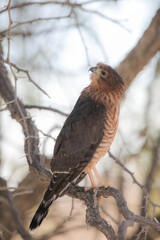 Juvenile goshawk perched in an acacia tree in the Kalahari Desert