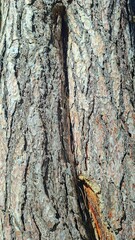 Detailed Tree Bark Texture Natural Patterns Colors Surface Structure